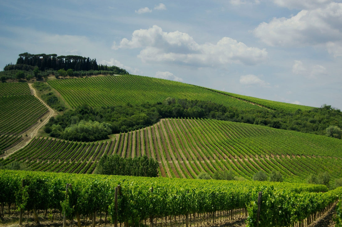 Terroir in Spirits: How Soil, Climate and Place Shape Flavour