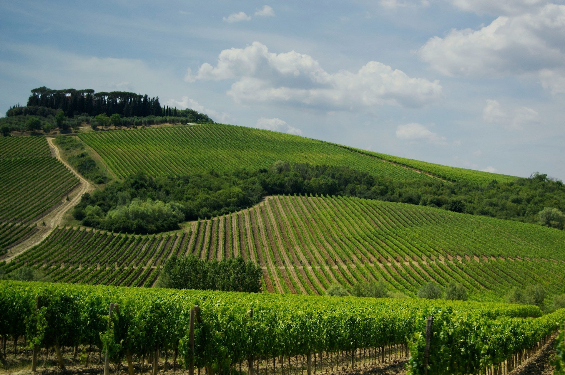 Terroir in Spirits: How Soil, Climate and Place Shape Flavour