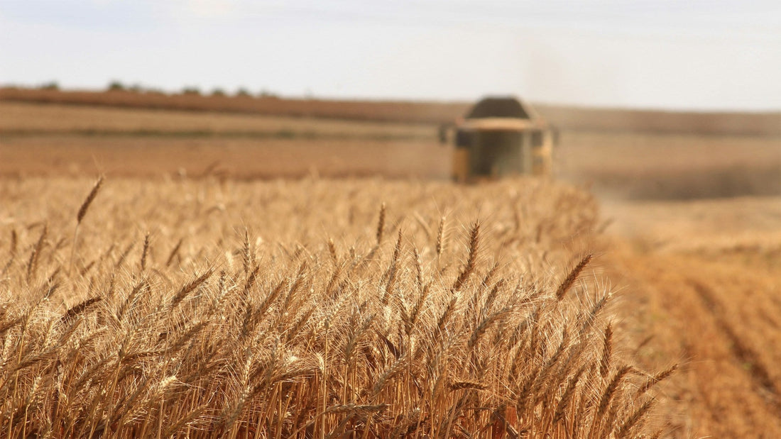 From Farm to Bottle: The Rise of Single‑Estate Spirits